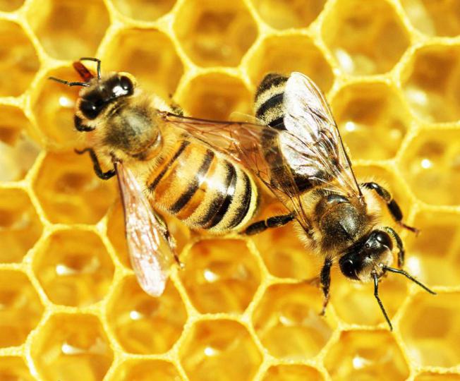 kako preveriti naravnost medu z jodom