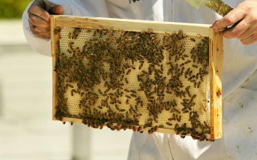 естествен мед как да се провери