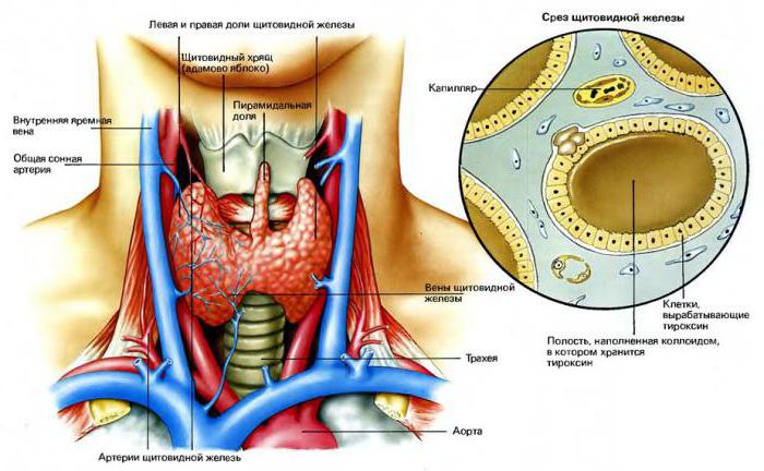 come controllare la ghiandola tiroidea a casa