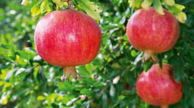 kako izbrati zrelo in sladko granatno jabolko