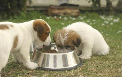 premia hipoalergiczna karma dla psów