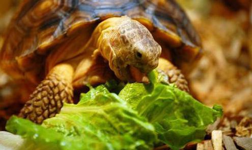 ordina un terrario per una tartaruga