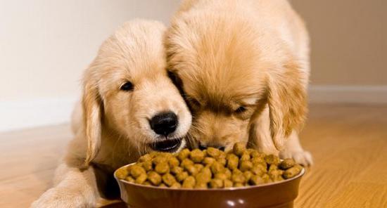 сува храна за псе