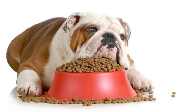 суха храна за кученца