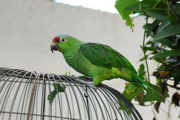 nomi per pappagalli maschi