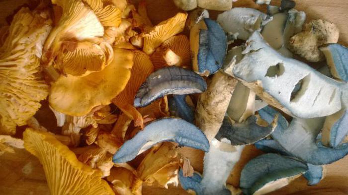 houba modřina jak vařit
