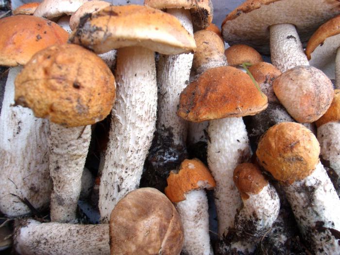 како се кува печурке печурке