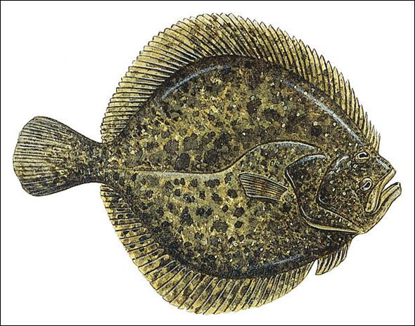 Flounder riba