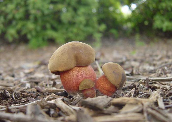 Jak wyglądają grzyby pod grzybami?