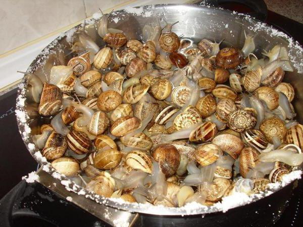 jak gotować żywe ślimaki