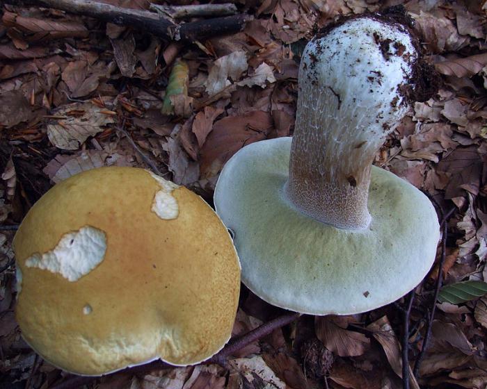 Foto di funghi bianchi