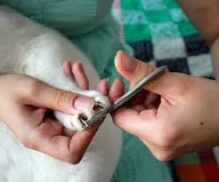 как да се режат ноктите на котка