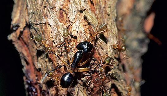 как да се справят с мравки в къщата