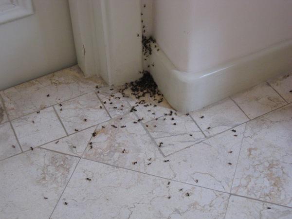 walczące mrówki w prywatnym domu