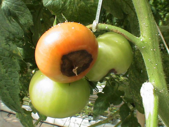 trulež rajčice u stakleniku