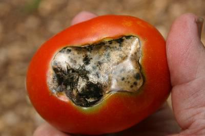 zgnilizna końcówki pomidora