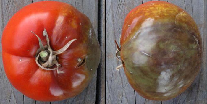 jak radzić sobie z zarazą na pomidorach