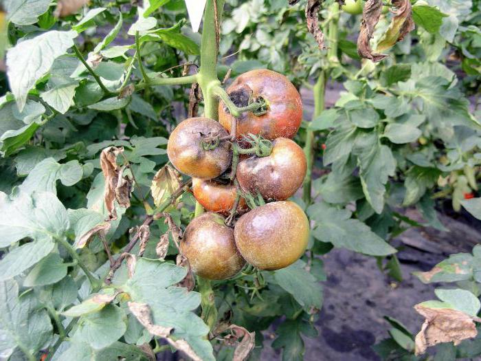 phytophthora su pomodori in serra