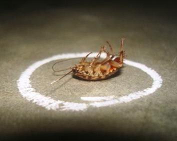 come affrontare gli scarafaggi nell'appartamento