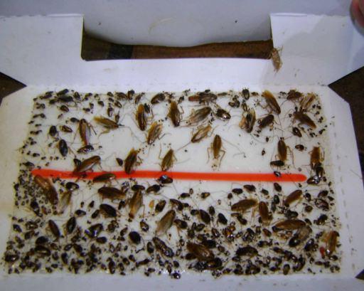 унищожаване на хлебарки