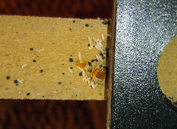 kako uničiti bedbugs doma