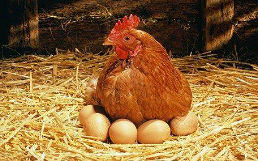 Kako določiti starost kokoši