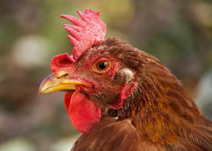 Kako določiti starost kokoši nesnic z glavnikom