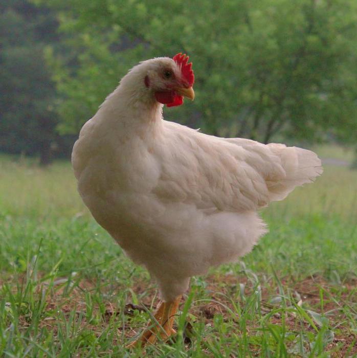 Jak ustalić wiek kurczaka