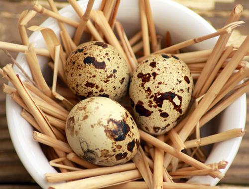 jak zjistit svěžest křepelčích vajec