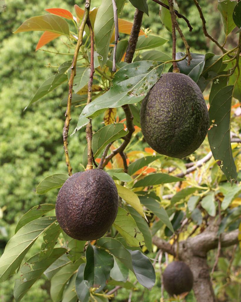 авокадото как да се определи зрелостта