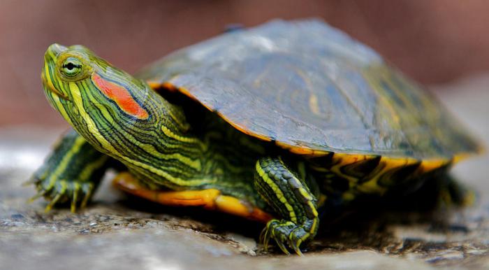 как да се определи пола на червеногухи костенурки