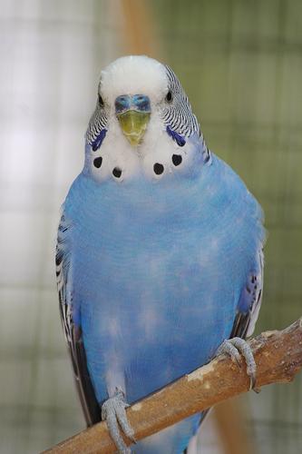 как да се определи пола на вълнообразен папагал
