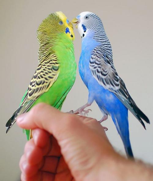 determinazione del sesso pappagallo