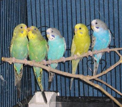 как да разберете пола на вълнообразен папагал