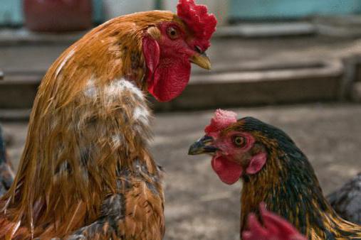Jak rozlišovat kuřata podle pohlaví