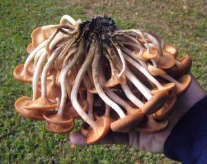 vypadají jako falešné houby