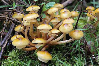 Divoké houby Popis