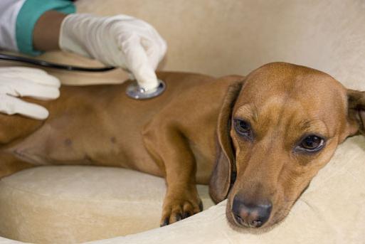 симптоми на ентерит при кучета