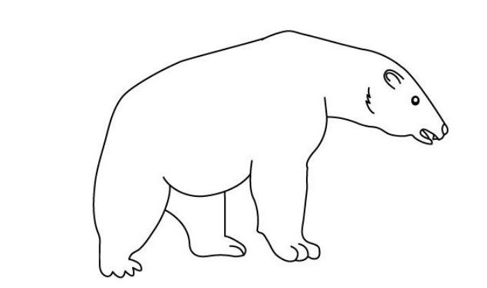 како нацртати медвједа оловком