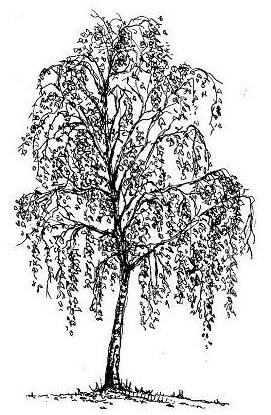 kako nacrtati brezu