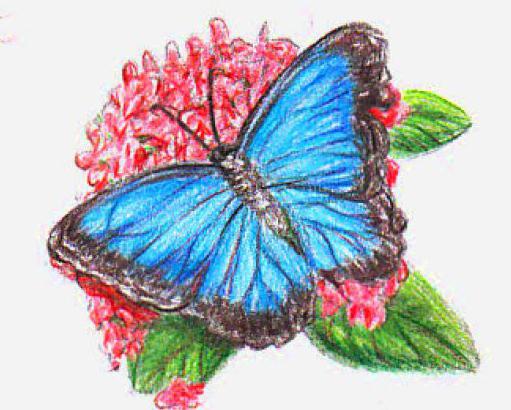 jak nakreslit motýl