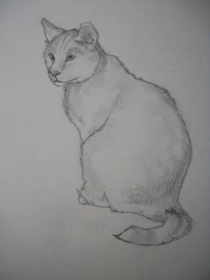 како нацртати мачку