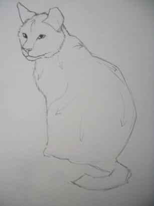 come disegnare i dettagli di un gatto