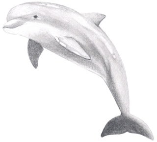как да нарисувате делфин с молив