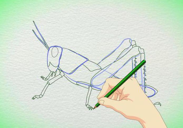 nakreslit kobylku krok za krokem