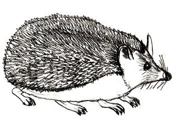Disegna un porcospino a matita
