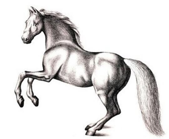 како нацртати коња оловком у фазама