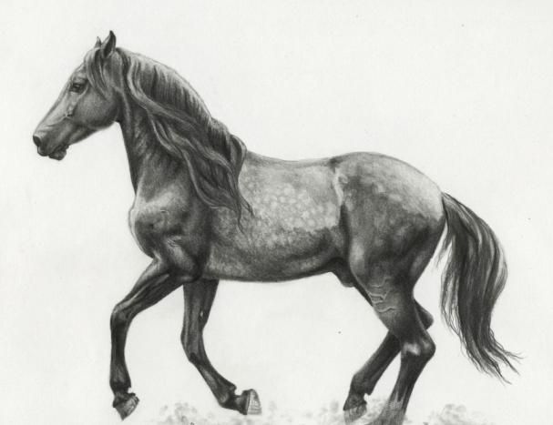 jak nakreslit koně