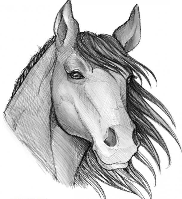 nakreslit koně