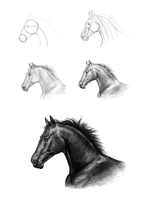 kako nacrtati konja za početnike